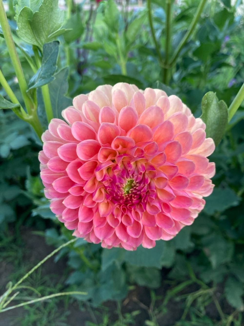 Jowey Nicky dahlia tuber